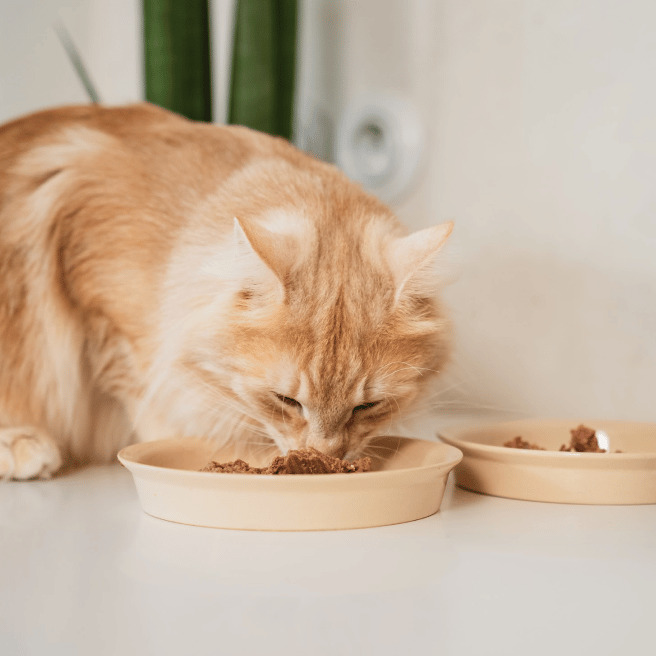 Kobieta karmiąca koty