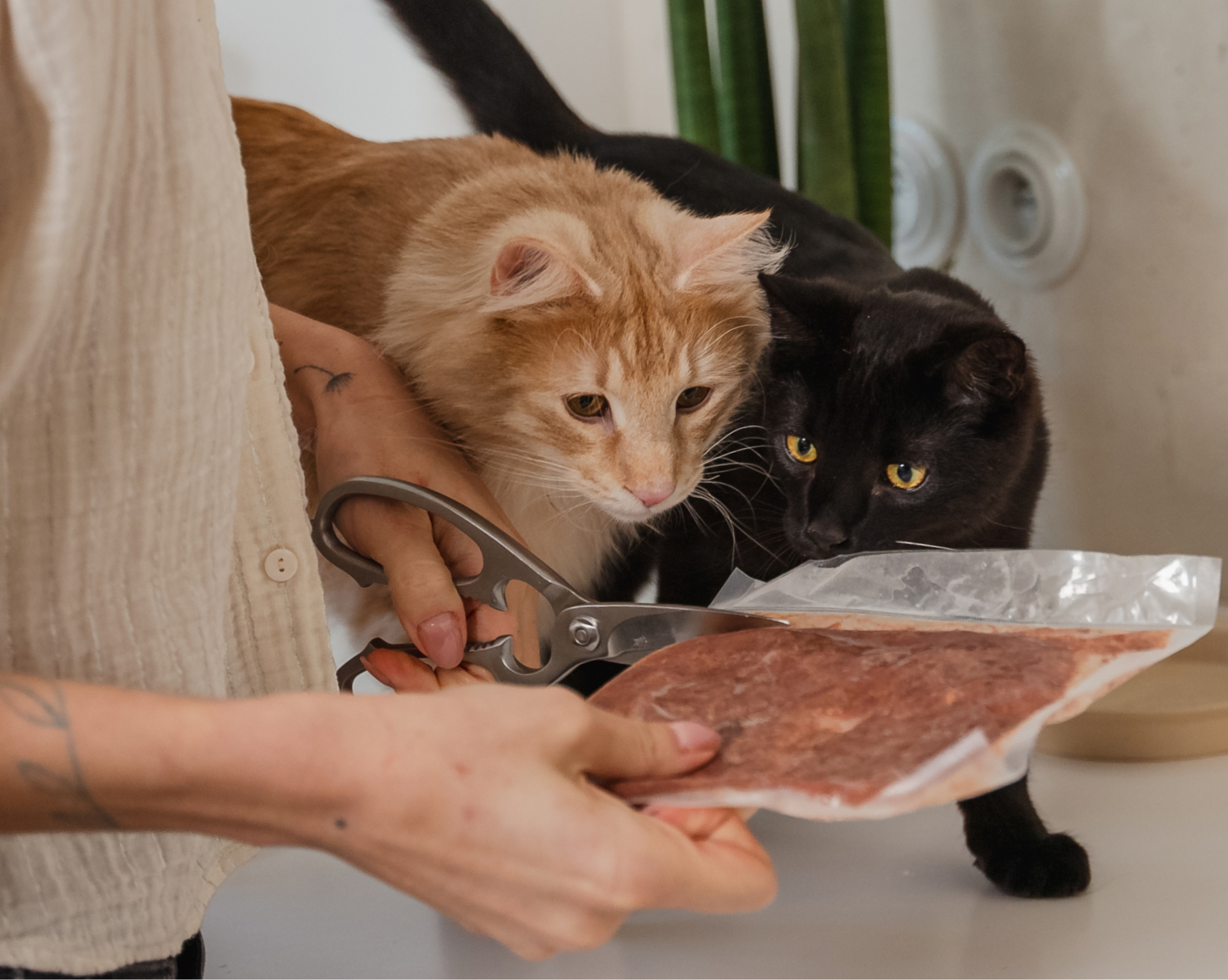 Dwa koty wąchające saszetkę ze świeżym jedzeniem